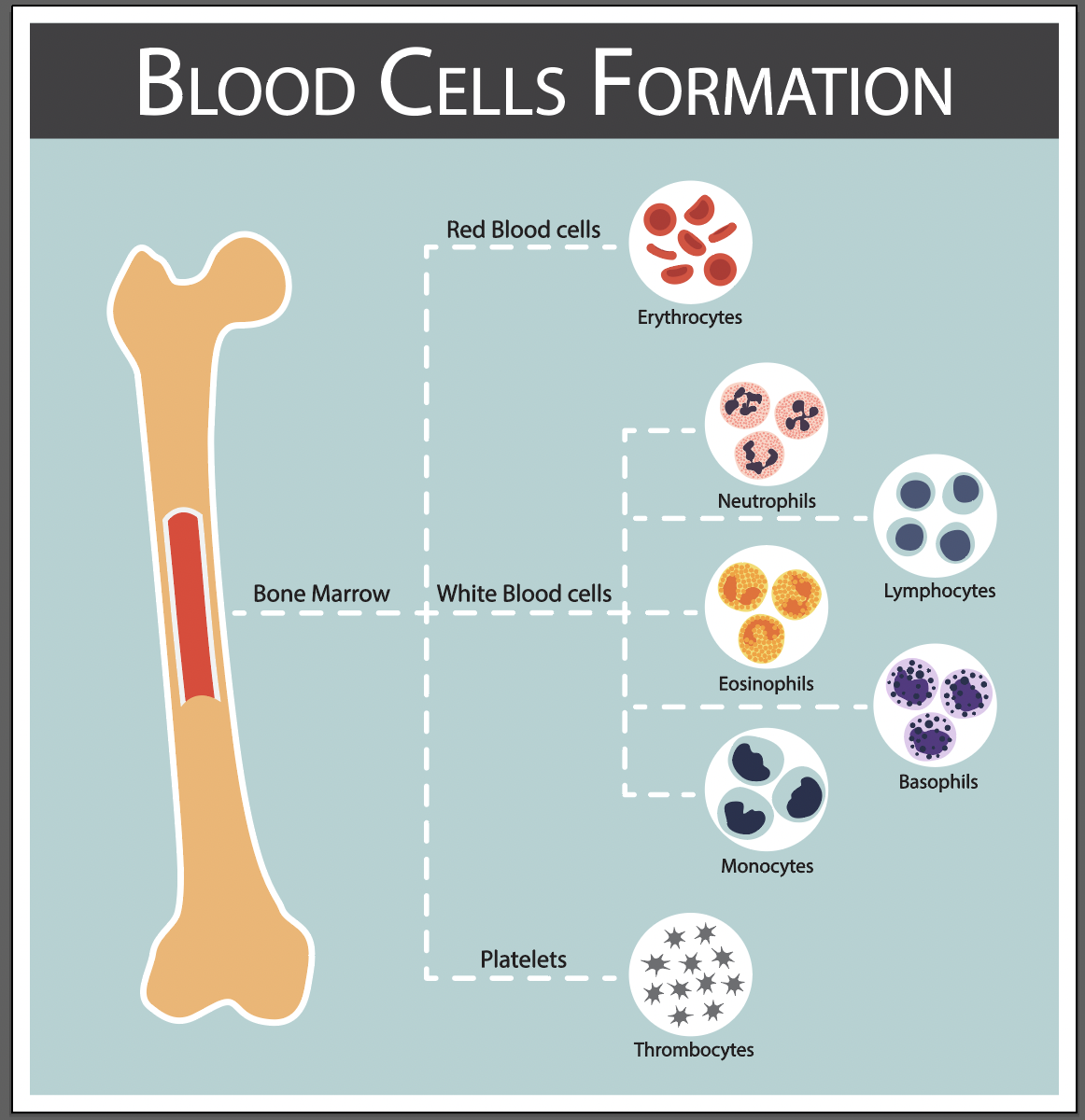 Complete Blood Count For Athletes Explained (CBC) - Athlete Blood Test